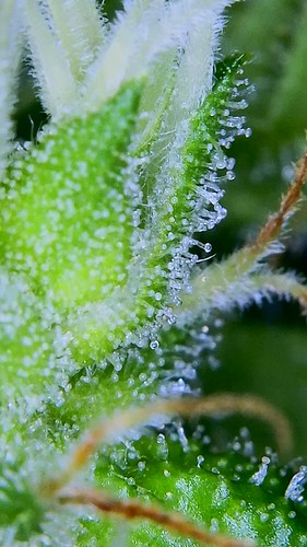 Growreport Bild 8