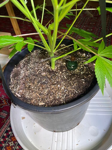 Growreport Bild 1