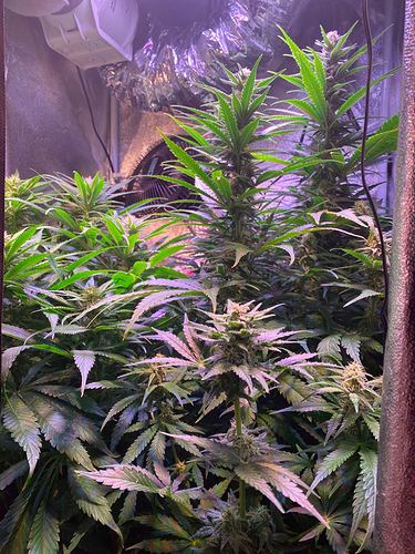 Growreport Bild 21