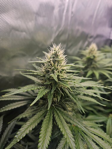 Growreport Bild 5