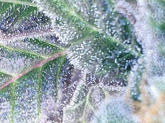 Growreport Bild 4
