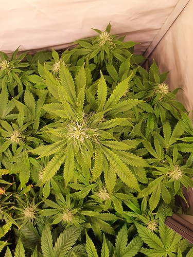 Growreport Bild 8