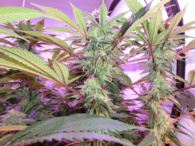 Growreport Bild 3
