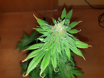 Growreport Bild 14