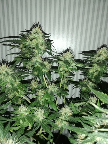 Growreport Bild 4