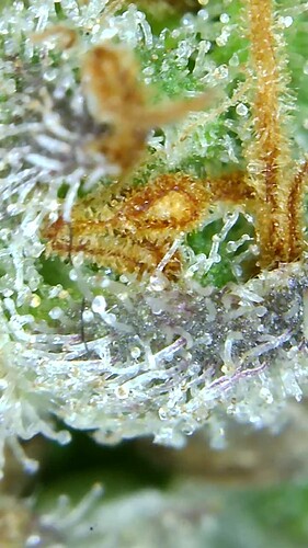 Growreport Bild 40