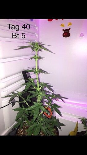 Growreport Bild 3