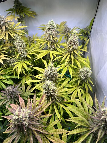 Growreport Bild 5