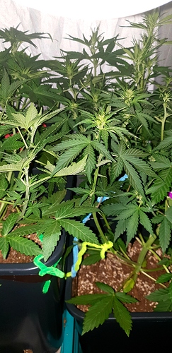 Growreport Bild 6
