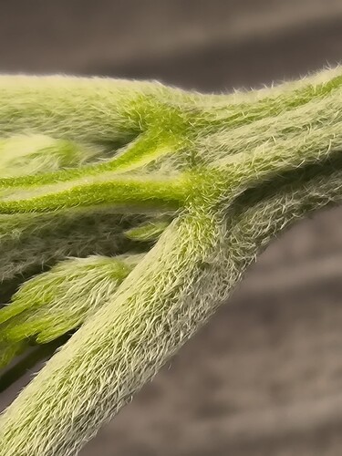 Growreport Bild 3