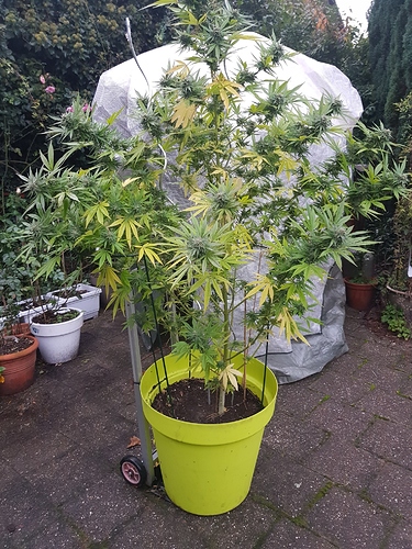Growreport Bild 9