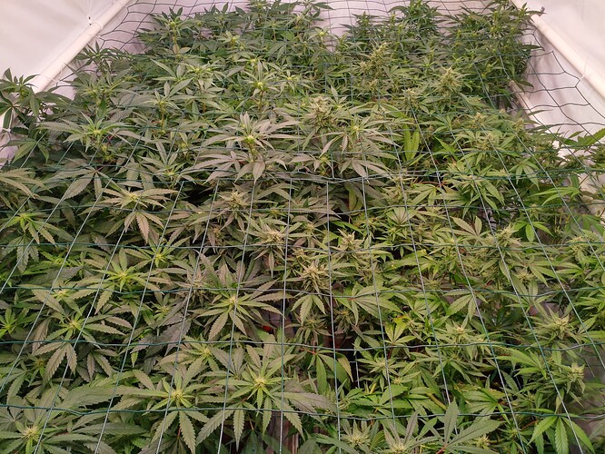 Growreport Bild 3