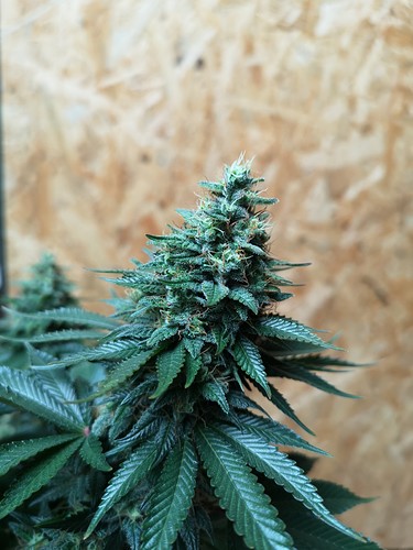 Growreport Bild 2
