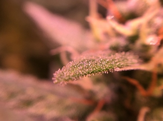 Growreport Bild 37