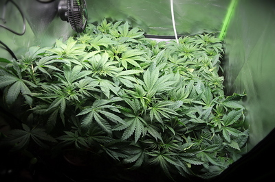 Growreport Bild 4