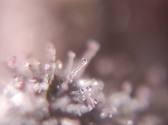 Growreport Bild 13
