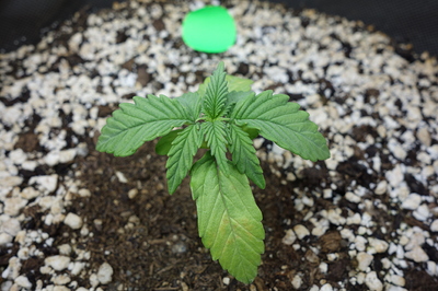 Ein junger Cannabis-Keimling mit zwei Sätzen echter Blätter und einem Keimblatt, das Anzeichen von Vergilbung aufweist. Die Pflanze wächst in einer Mischung aus Erde und Perlit.