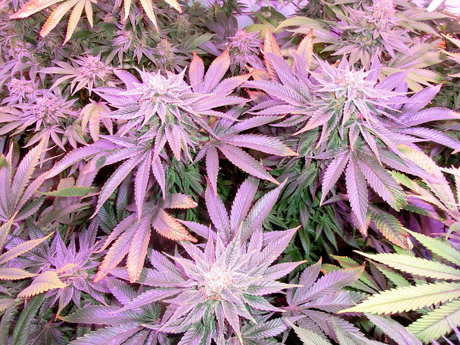 Growreport Bild 8