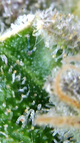 Growreport Bild 36