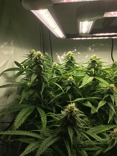 Growreport Bild 3