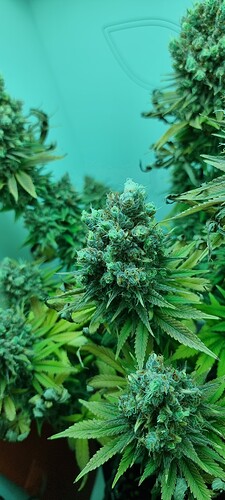 Growreport Bild 4