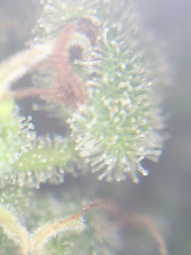 Growreport Bild 4