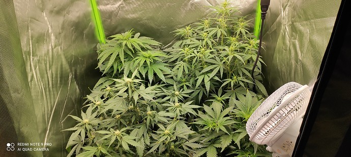 Growreport Bild 4