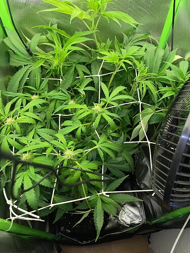 Growreport Bild 15