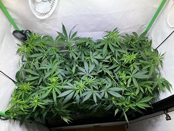 Growreport Bild 17