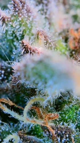 Growreport Bild 11