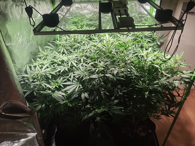 Growreport Bild 3