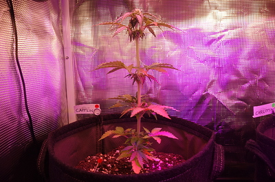 Eine junge Cannabispflanze in einem Vliesstofftopf unter einer violetten Grow-Lampe. Die Pflanze hat mehrere Verzweigungen und beginnt, kleine Blütenansätze zu bilden. Ein Namensschild mit der Aufschrift "CAITLIN" ist im Topf zu sehen.