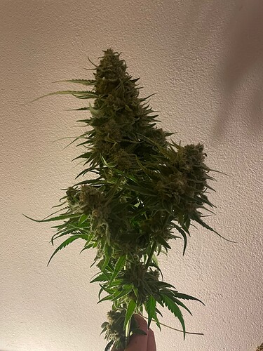 Growreport Bild 6