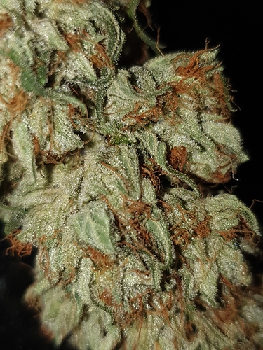 Growreport Bild 19