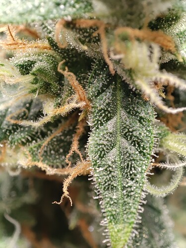 Growreport Bild 4