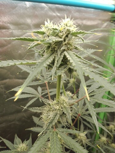 Growreport Bild 9