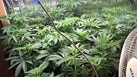 Growreport Bild 3