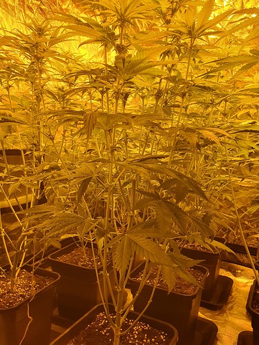 Growreport Bild 4