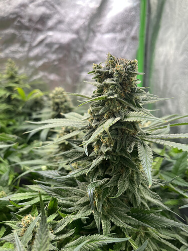 Growreport Bild 9