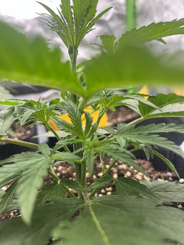 Growreport Bild 55