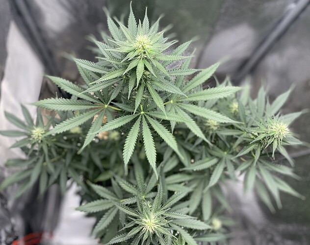 Growreport Bild 1