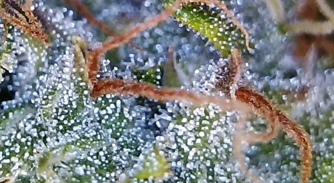 Growreport Bild 2