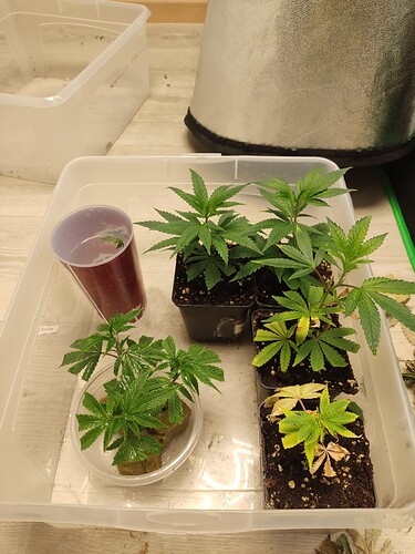 Growreport Bild 6