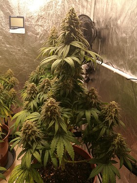 Growreport Bild 2