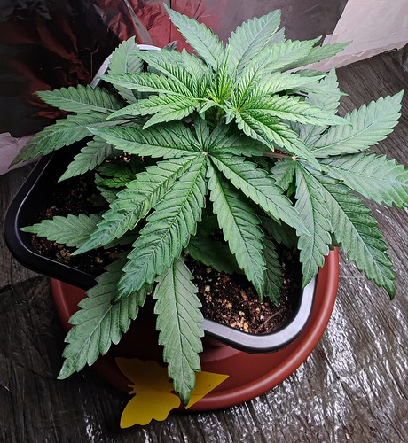 Growreport Bild 7