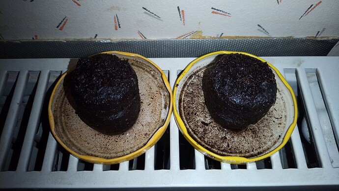 Erster Grow nach Jahrzehnten