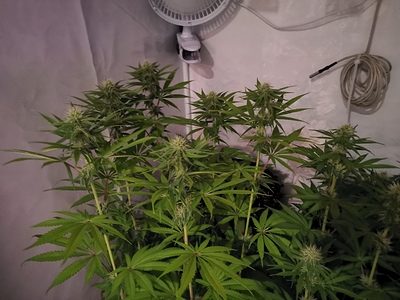 Growreport Bild 2