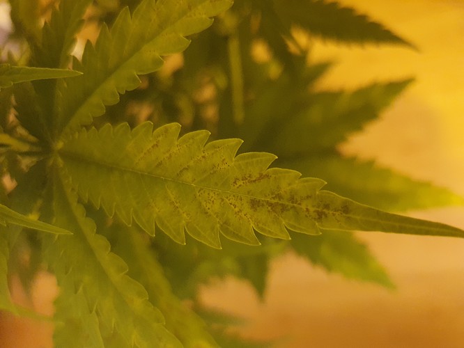 Growreport Bild 9