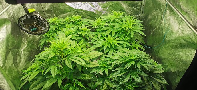 Growreport Bild 52