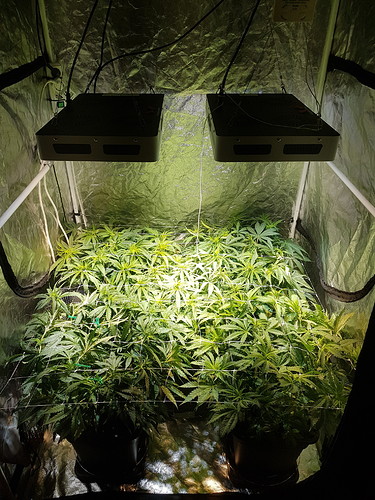 Growreport Bild 3